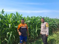 Polres Probolinggo Kota Perkuat Ketahanan Pangan Lewat Pendampingan Petani Jagung