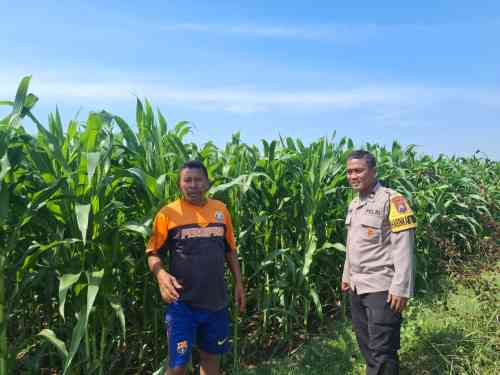 Polres Probolinggo Kota Perkuat Ketahanan Pangan Lewat Pendampingan Petani Jagung