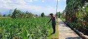 Polri Hadir untuk Petani, Perawatan Jagung 3 Hektare di Sumberasih Terus Dikawal