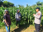 Polisi Pantau Lahan Jagung di Kedopok, Pastikan Siap Panen Dukung Ketahanan Pangan Nasional
