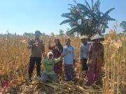 Polisi Dorong Petani Kedopok Jual Jagung ke Bulog untuk Perkuat Ketahanan Pangan Nasional