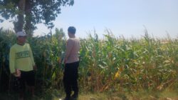 Bhabinkamtibmas Kedopok Dampingi Petani Jagung, Perkuat Ketahanan Pangan Nasional Bhabinkamtibmas Kedopok Dampingi Petani Jagung, Perkuat Ketahanan Pangan Nasional