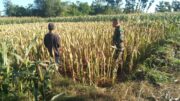 Koramil Wonomerto Dampingi Petani Jagung, Perkuat Program Ketahanan Pangan Nasional