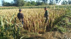 Koramil Wonomerto Dampingi Petani Jagung, Perkuat Program Ketahanan Pangan Nasional