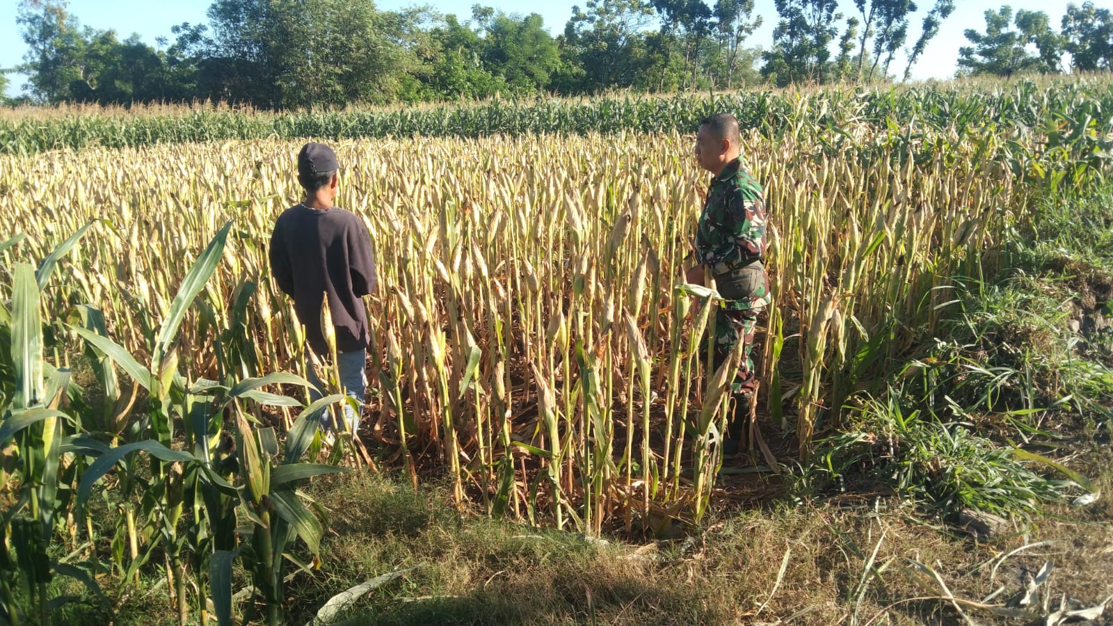 Koramil Wonomerto Dampingi Petani Jagung, Perkuat Program Ketahanan Pangan Nasional
