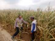 Polsek Sumberasih Dampingi Petani Jagung di Mentor, Perkuat Ketahanan Pangan Nasional
