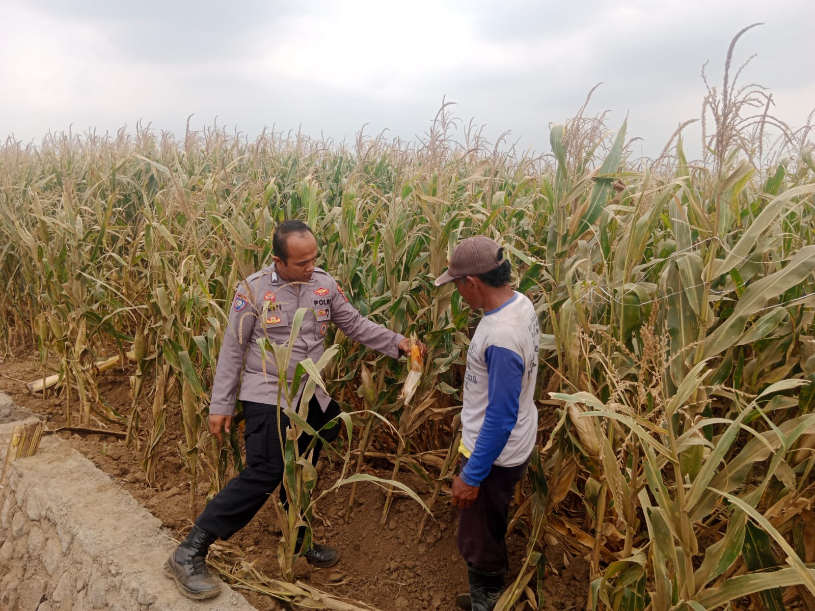 Polsek Sumberasih Dampingi Petani Jagung di Mentor, Perkuat Ketahanan Pangan Nasional
