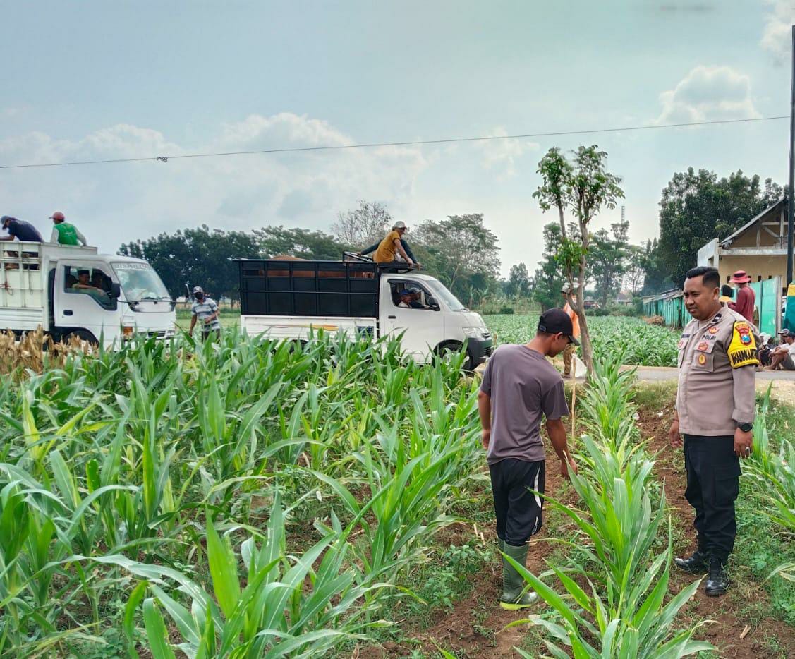 Bhabinkamtibmas Jrebeng Kidul Turun ke Sawah, Kawal Program Ketahanan Pangan