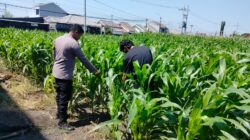 Polisi Pantau Lahan Jagung 1 Hektare di Kanigaran, Dukung Ketahanan Pangan Nasional Polisi Pantau Lahan Jagung 1 Hektare di Kanigaran, Dukung Ketahanan Pangan Nasional