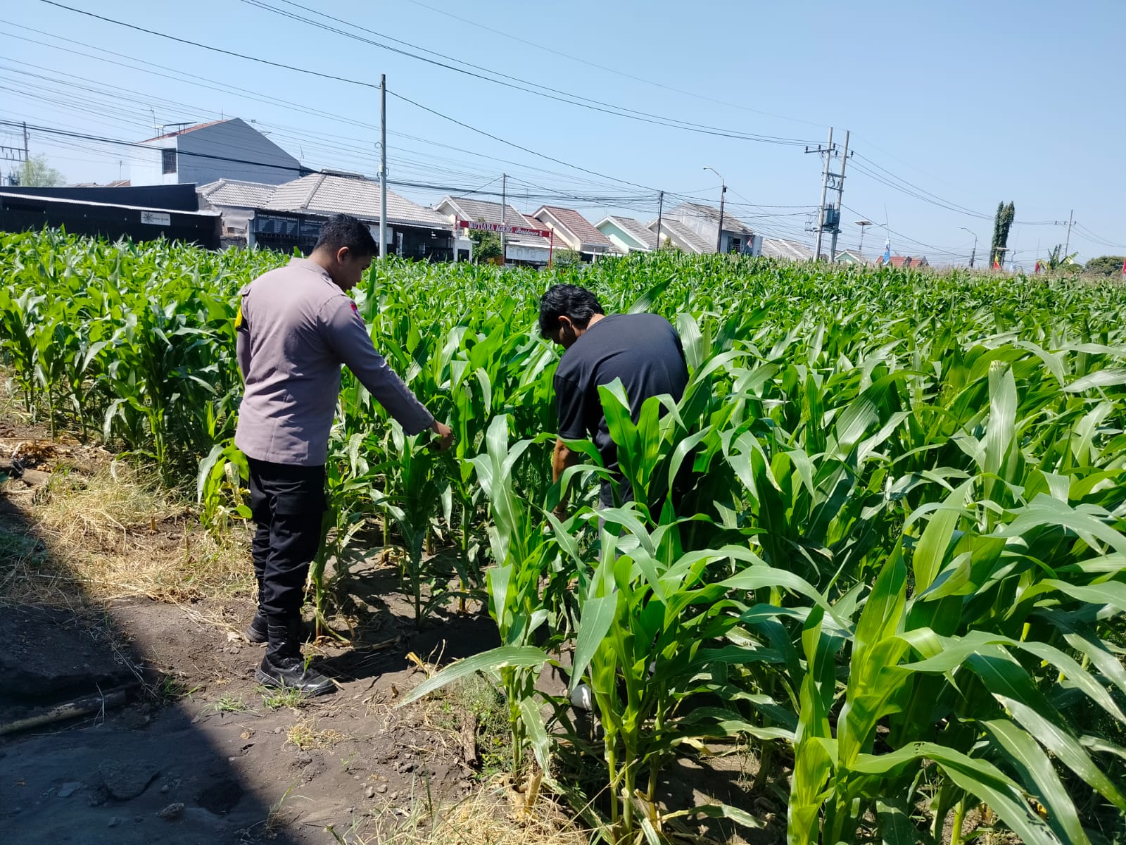 Polisi Pantau Lahan Jagung 1 Hektare di Kanigaran, Dukung Ketahanan Pangan Nasional