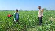 Polisi Sambangi Petani Jagung di Sumber Wetan, Dorong Ketahanan Pangan