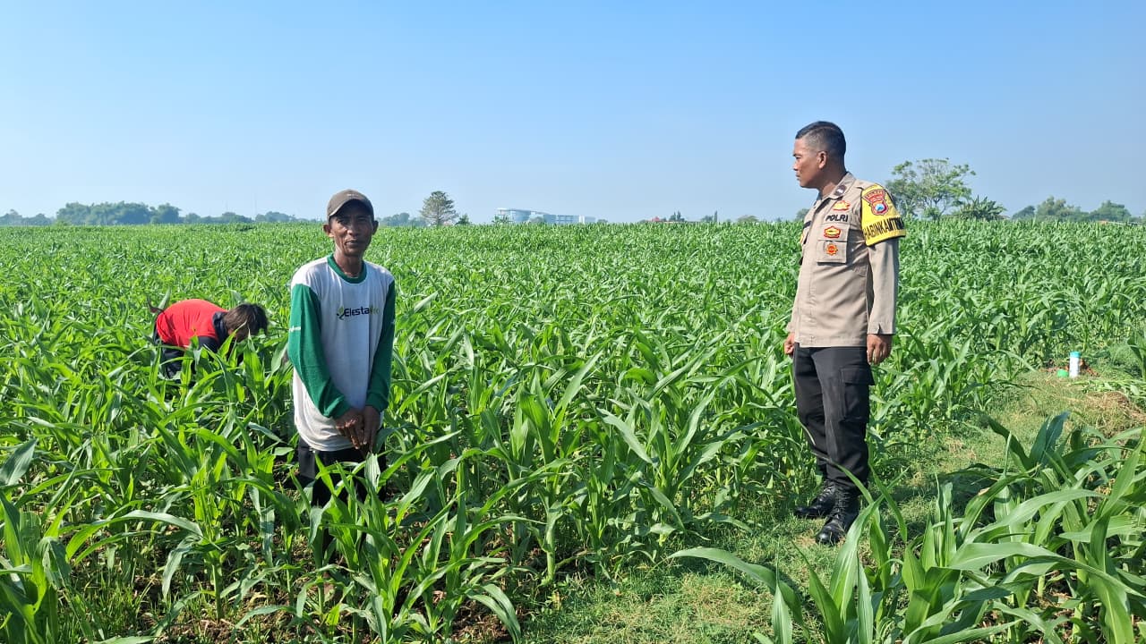 Polisi Sambangi Petani Jagung di Sumber Wetan, Dorong Ketahanan Pangan