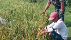 TNI Turun ke Sawah, Koramil Tegalsiwalan Dampingi Petani dalam Perawatan Tanaman Padi