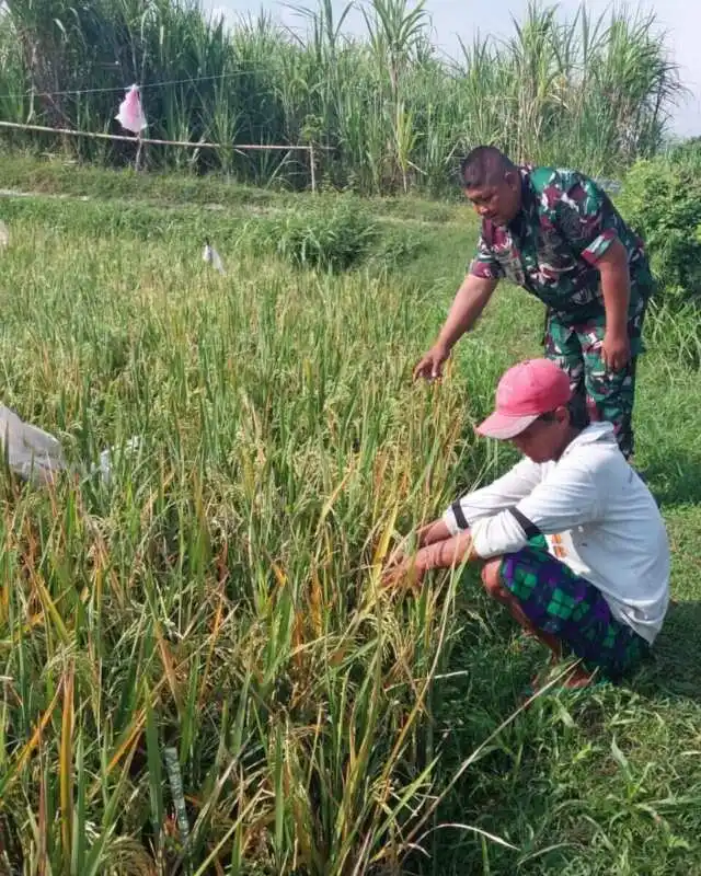 TNI Turun ke Sawah, Koramil Tegalsiwalan Dampingi Petani dalam Perawatan Tanaman Padi