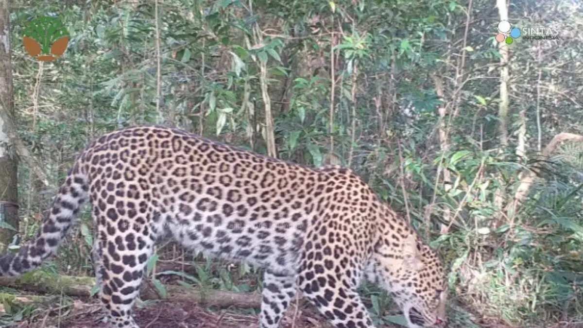 Melindungi Habitat Macan Tutul Jawa untuk Kelangsungan Ekosistem