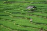Ancaman Hilangnya Lahan Pertanian di Indonesia: Sebuah Panggilan untuk Bertindak