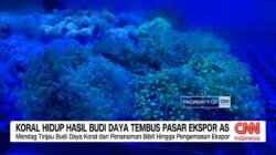 Ekspor Koral Hidup dari Banyuwangi ke Pasar Internasional