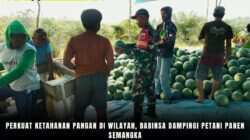 Perkuat Ketahanan Pangan Di Wilayah, Babinsa Dampingi Petani Panen Semangka