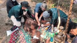 Kematian Tragis Orangutan Jantan di Kalimantan Barat