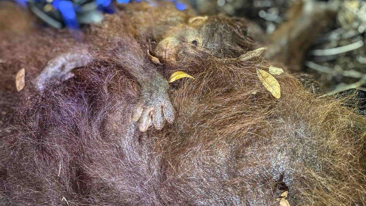 Kondisi Gunung Anak Krakatau dan Aktivitas Pemantauan Terbaru