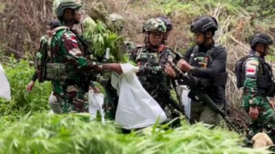 Temuan Besar Ganja di Pegunungan Bintang: TNI Lakukan Penyisiran