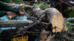Tragedi Pohon Tumbang, Pemotor Tewas di Serang