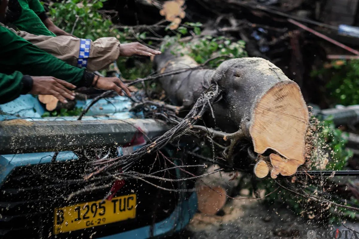 Tragedi Pohon Tumbang, Pemotor Tewas di Serang