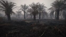Penyusutan Hotspot Karhutla di Indonesia: Kalimantan Tengah Masih Memimpin