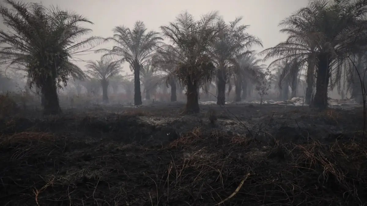 Penyusutan Hotspot Karhutla di Indonesia: Kalimantan Tengah Masih Memimpin