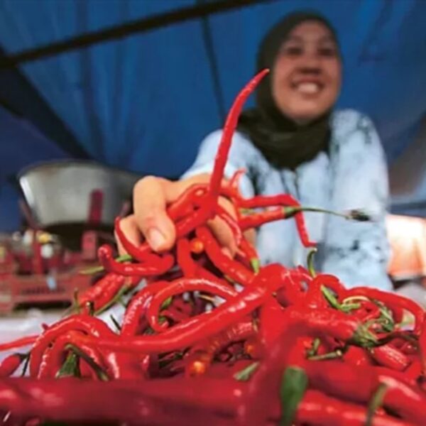 Upaya Stabilitas Harga Cabai Melalui Distribusi Berkelanjutan