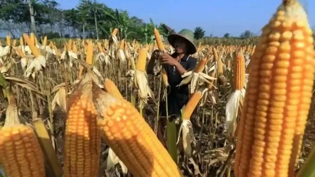 Dampak Kemarau Panjang terhadap Produksi Jagung di Jatim Dampak Kemarau Panjang terhadap Produksi Jagung di Jatim