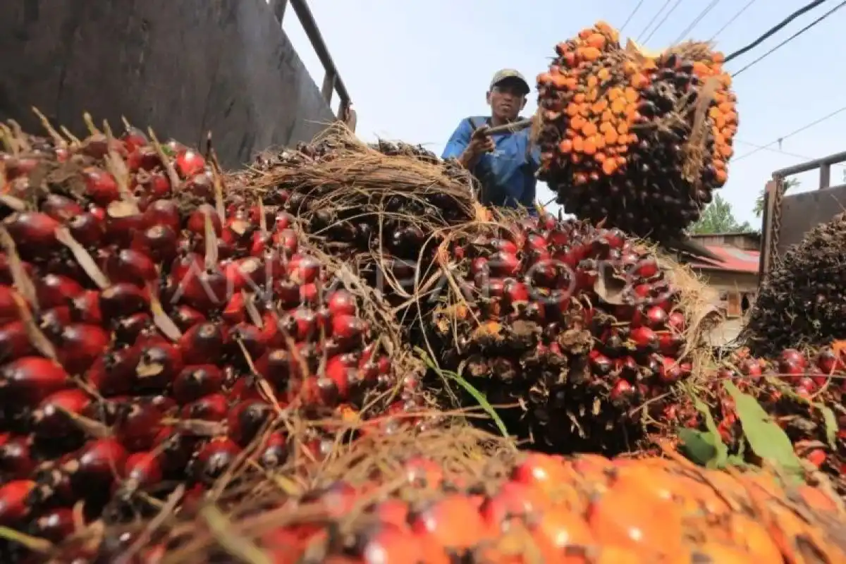 Harga Referensi CPO Oktober 2026 Menembus 1.042,15 Dolar AS per Metrik Ton