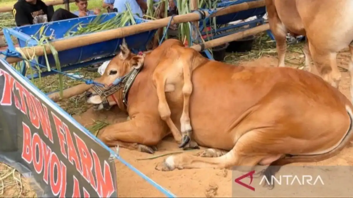 Sapi Madura Berkaki Enam dari Boyolali Menang di Kontes Piala Presiden 2026