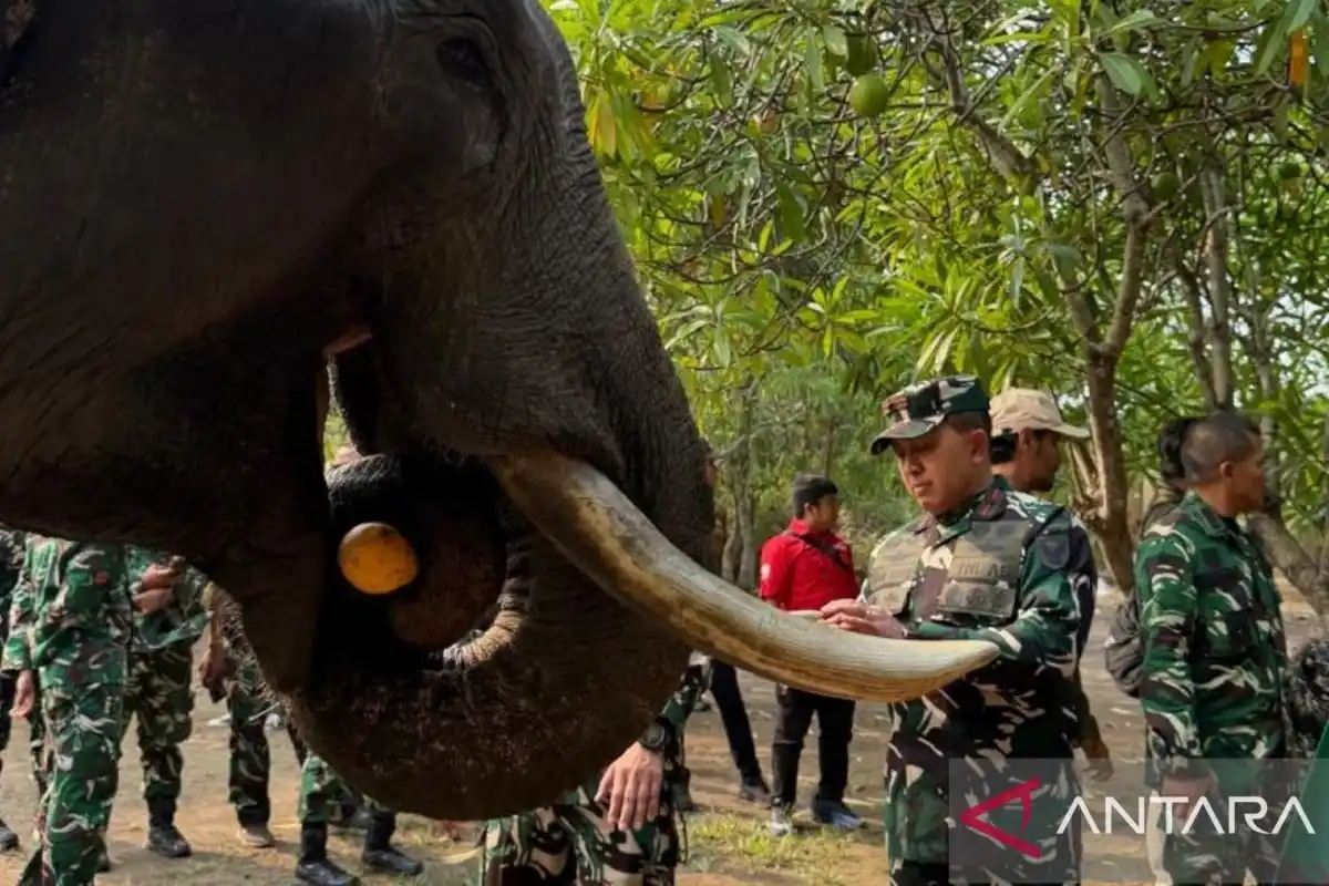 Danrem 044/Garuda Dempo Memastikan Kondisi Gajah Binaan di Padang Sugihan