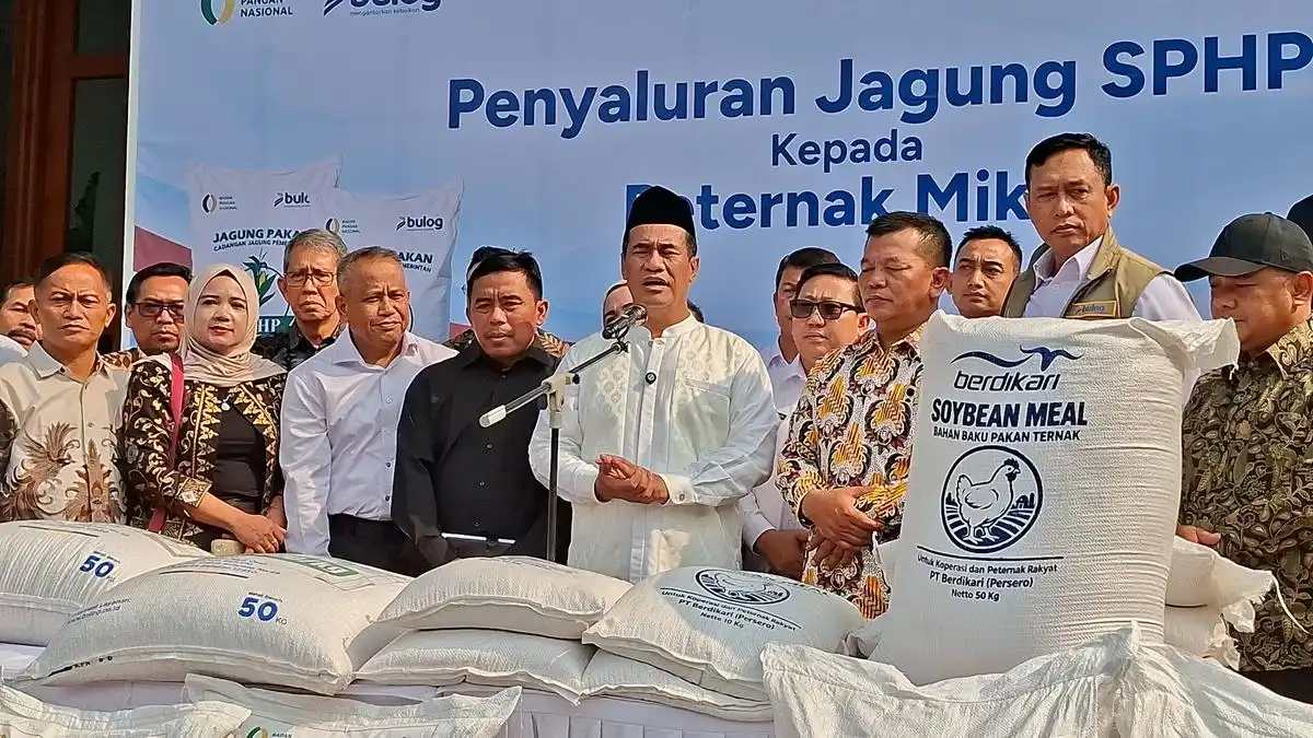 Benih Jagung Gratis untuk 20 Ribu Hektare, Bulog Disiapkan Menyerap Hasil Panen
