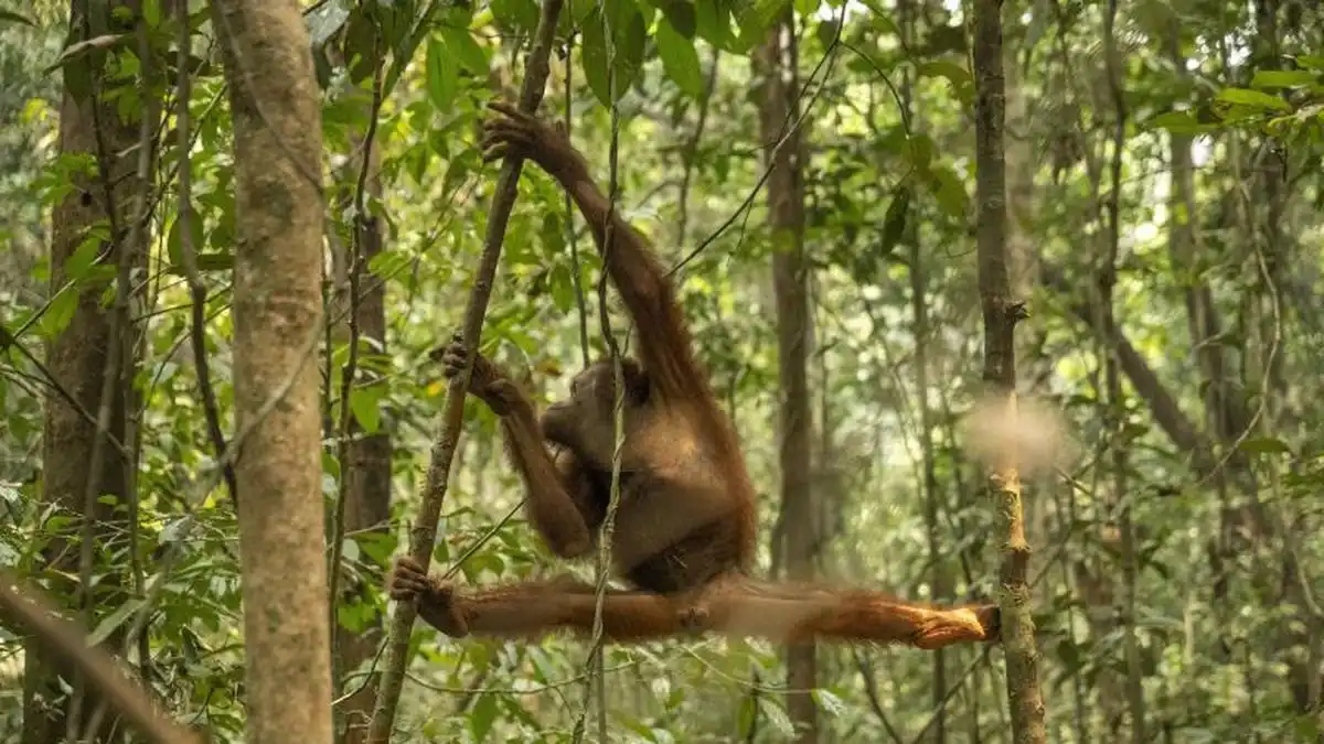 Upaya Penyelamatan 46 Orangutan Kalimantan dari Habitat yang Terbakar