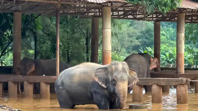 Jejak Alexander, Gajah Kruger yang Mengubah Kesuburan Tanah Setelah Mati