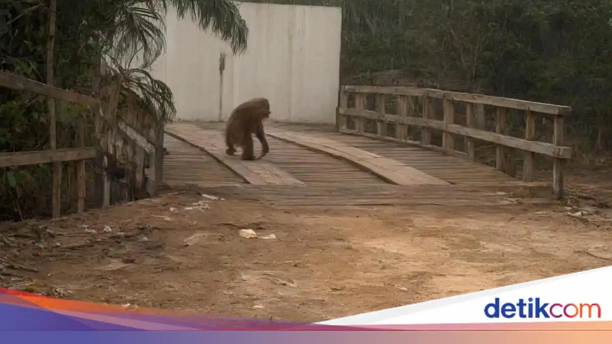 Orang Utan Keluar ke Jalan Setelah Habitat Terbakar, Warga Diminta Melapor